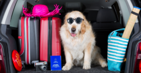 Golden Retriever in car