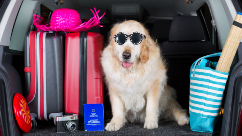 Golden Retriever in car