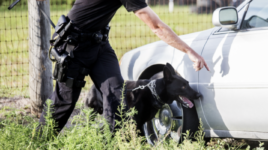 Police dog search