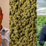 NSW Inquiry into Cannabis Laws Recommends Staged Reforms Leading to Legalisation