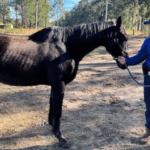 The Criminal Offence of Stealing Cattle in New South Wales