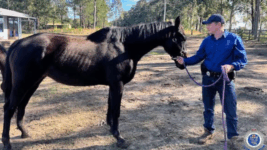 Stealing Cattle in New South Wales