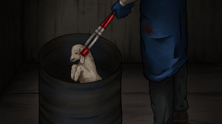 Depiction of an animal cruelty practice at the goat slaughterhouse in the place of the original footage that cannot be shown. Artwork by @jess_hartartist