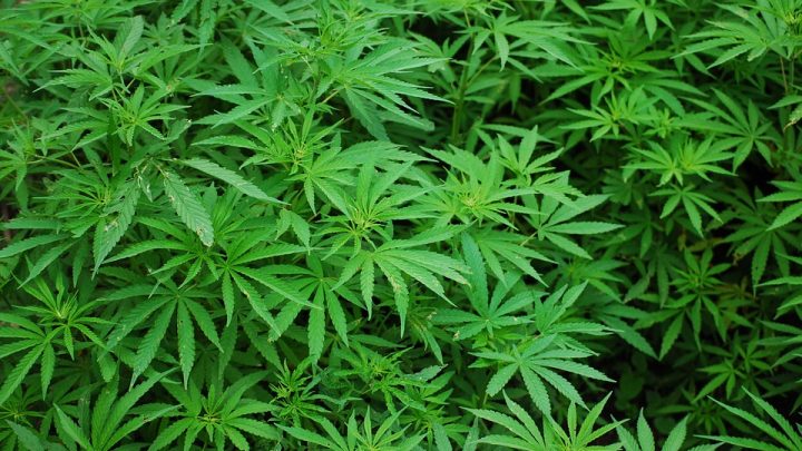 Marijuana