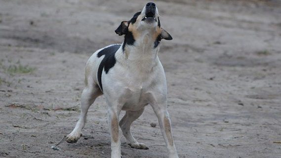 Small dog barking
