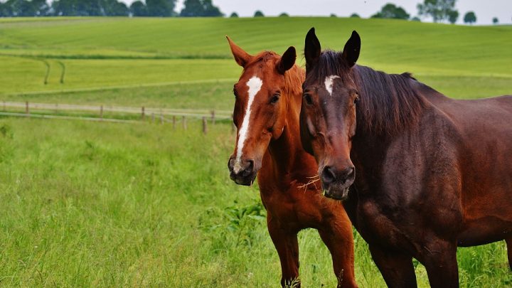 Horses