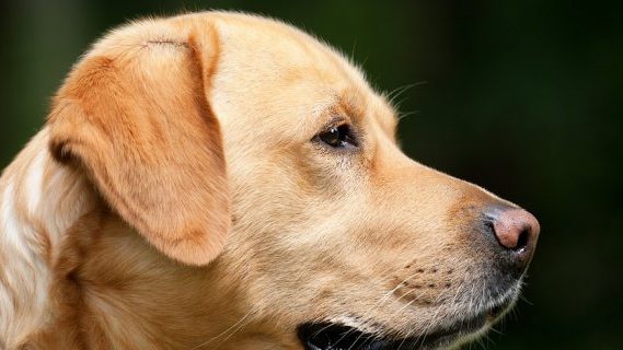 Sniffer dog head