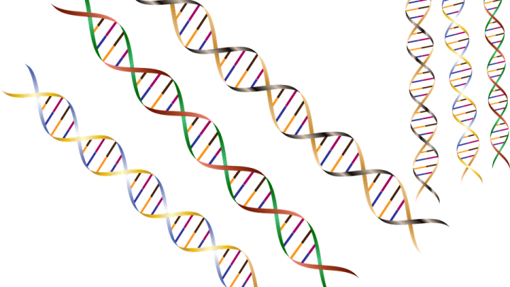 DNA