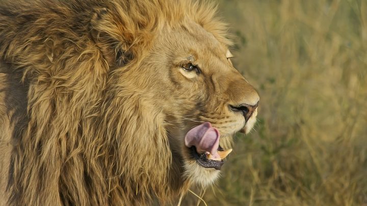 Lion