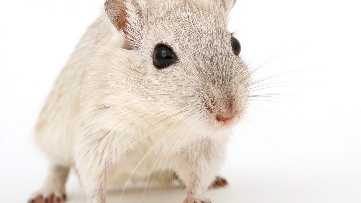 Mouse
