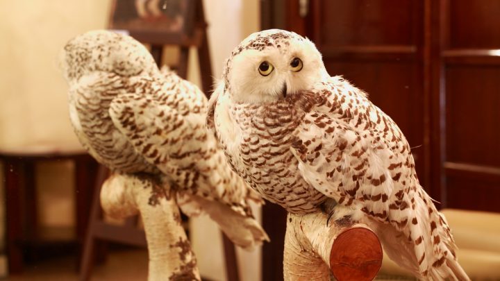Stuffed Owl