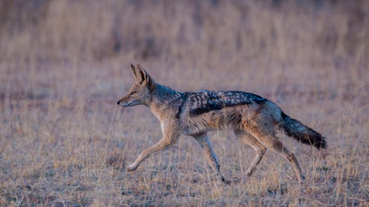 Dingo
