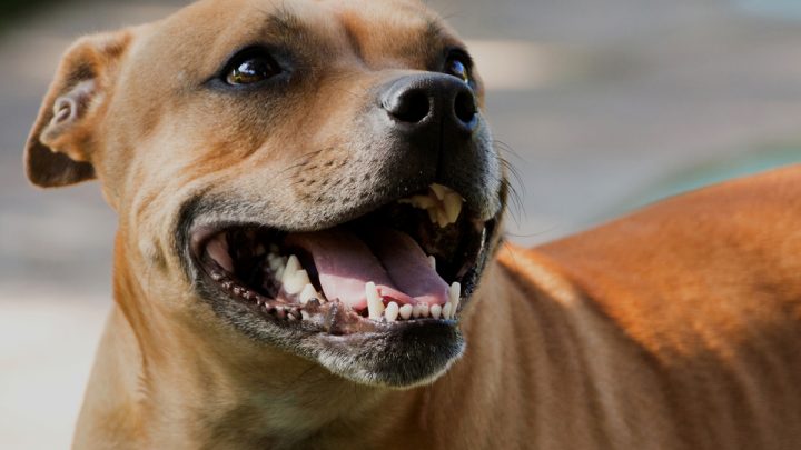 Happy staffy