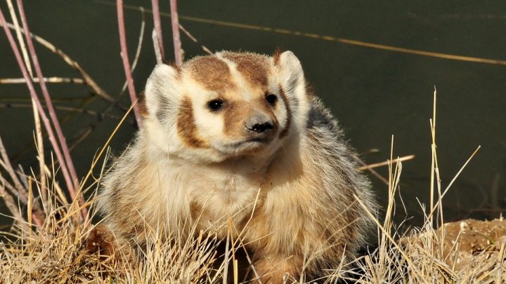 Badger