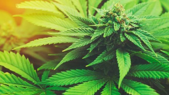 Cannabis plant in the sunset