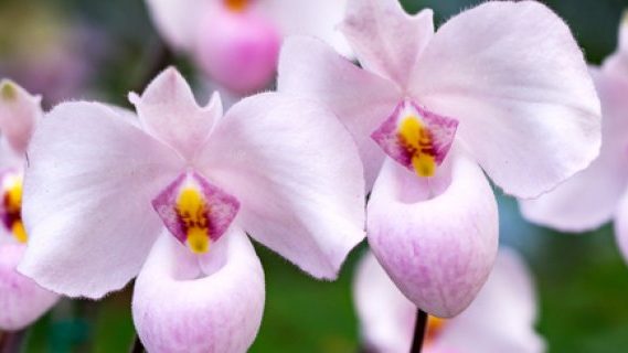 Orchid