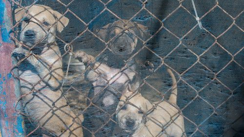 Puppies in a cage