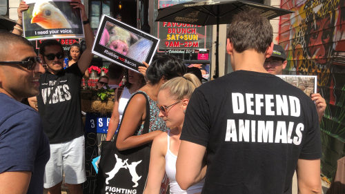 Animal rights